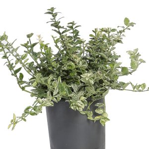 EUONYMUS FORTUNEİ SİLVERSTONE (YAYILICI TAFLAN)