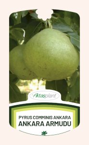 Pyrus Comminis Ankara (Ankara ARMUDU)