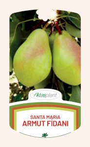 Pirus communis Santa Maria (Santa Maria Armut)