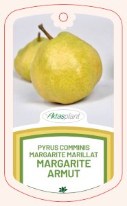 Pyrus Comminis Margarite Marıllat  (Margarite Armut)